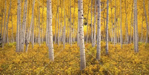 Aspen Tree Forest Affordable Wall Mural Aspen Trees Aspen Tree Forest