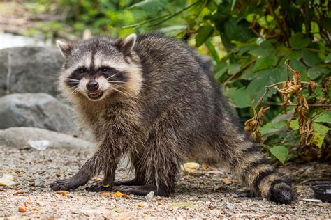 More raccoons spotted on campus