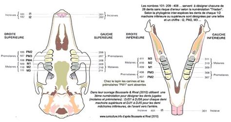 Découvrir 61 imagen formule dentaire du lapin fr thptnganamst edu vn