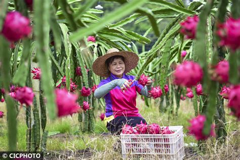 广东阳春火龙果进入收获季罗村种植红心