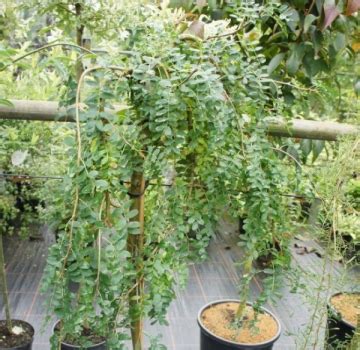 Caragana Arborescens Pendula Gemeiner Erbsenstrauch H Ngender