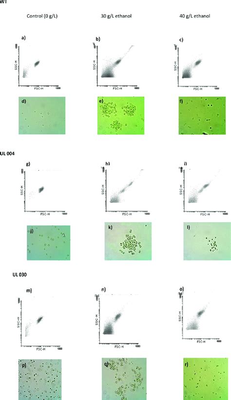 Density Plots Ssc Fsc And Photos Concerning Flow Cytometric Analysis Download Scientific