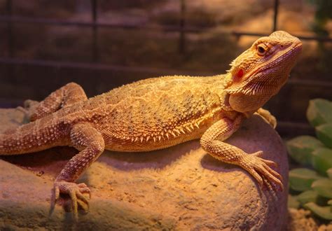 Clogged Femoral Pores In Bearded Dragons Do This Reptile Craze