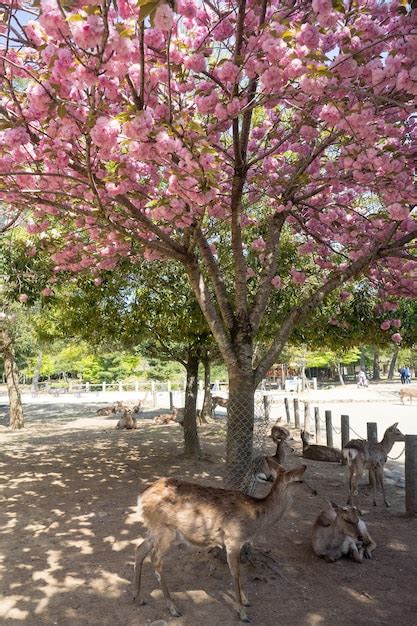 Premium Photo Wild Deer In Nara Park In Japan Deer Are Symbol Of