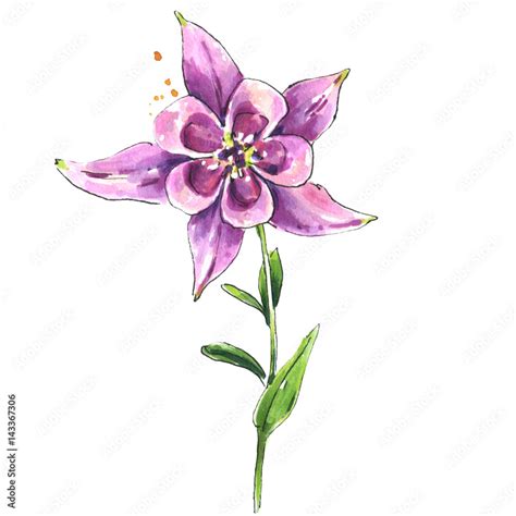 Watercolor Pink Columbine Flower Botanical Illustration In Vintage