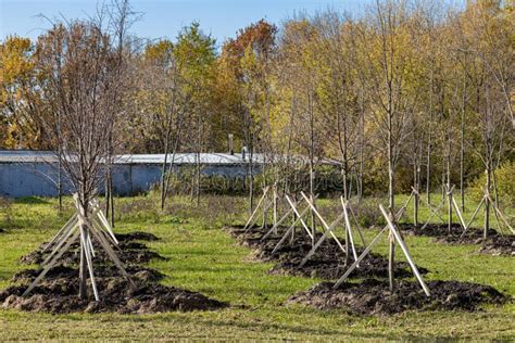 Planting Young Trees In The City Park Stock Image Image Of Park