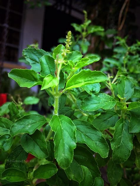 tulsi  holy basil essence  life food