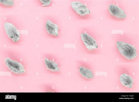 Abstract Background Of Expanded Pussy Willow Buds On Pink Background Stock Photo Alamy