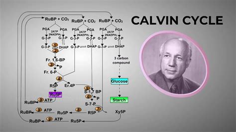 Dark Reactions | Fixation | Reduction | Regeneration of RuBP in ...