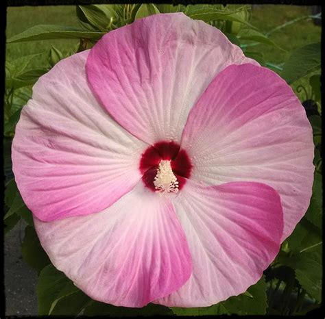 Photo Of The Bloom Of Hybrid Hardy Hibiscus Hibiscus Luna™ Pink Swirl