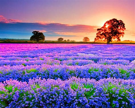 300 Flower Field Wallpapers