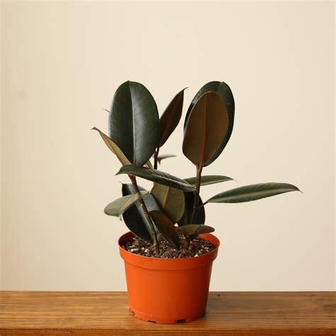 Ficus 'Burgundy' Rubber Plant - Pronorthernridgenursery