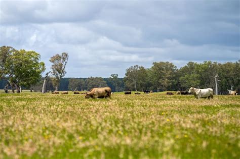 Primer Plano De Stud Beef Toros Y Vacas Pastando En La Hierba En Un