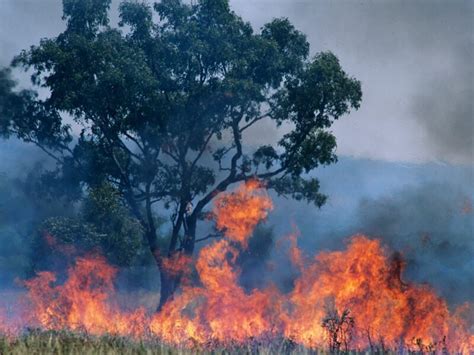 The threat of bush fires in the Caribbean is a hot-button issue ...