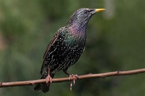 interesting  fun european starling facts optics mag