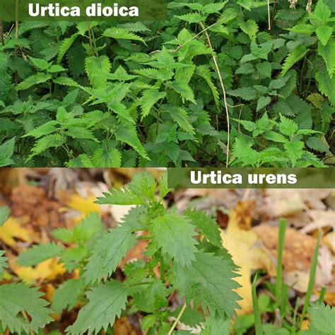 Urtica dioica vs. Urtica urens