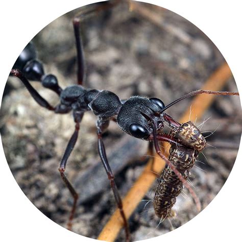 Giant Brown Bull Ant Myrmecia Pyriformis Queen Only Ant Keeping Depot