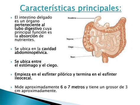 Intestino Delgado Anatomia Dibujo