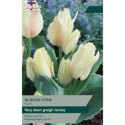 Albion Star Greigii Tulips Bulbs By Taylors Bulbs Bridgend Garden