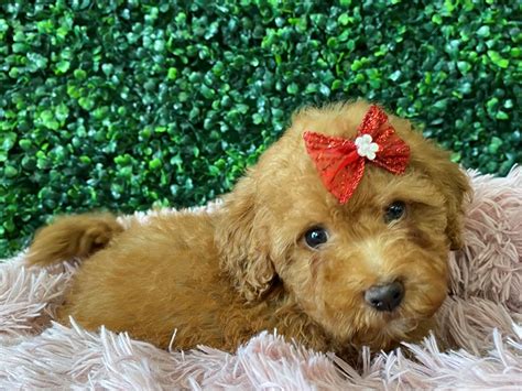 Micro Mini Goldendoodle Dog Female Red 4001080 Wags About You