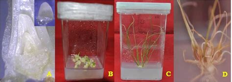 In-vitro meristem culture, A) Meristem with protective miniature leaf ...