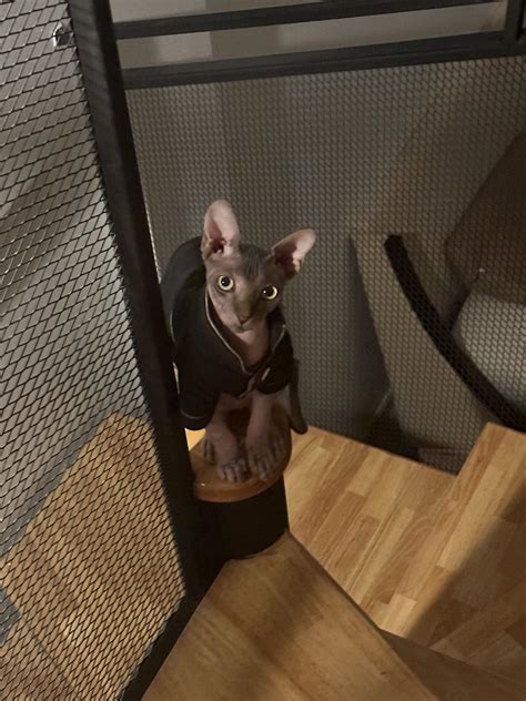 Did U Wash Yo Ass Today Type Face R Sphynx