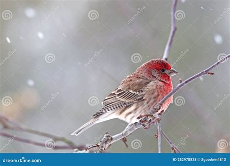 Male House Finch Haemorhous Mexicanus in Winter Stock Photo - Image of