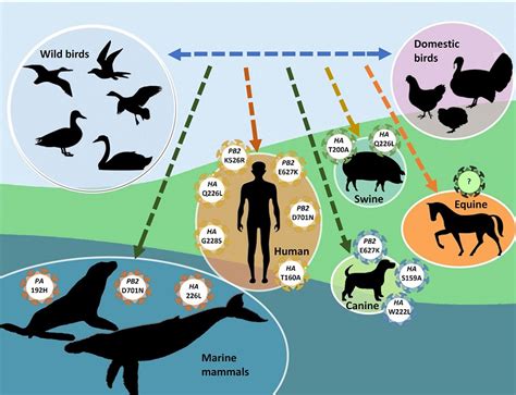 Ijms Free Full Text Molecular Markers For Interspecies Transmission