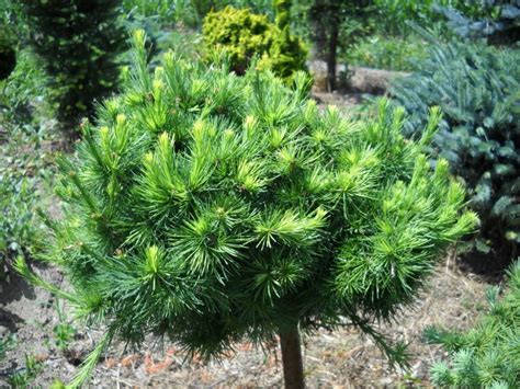 Лиственница европейская larix decidua описание
