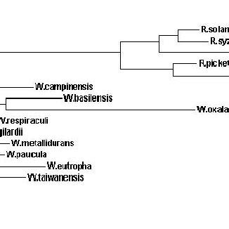 (PDF) Ralstonia pickettii: biofilm formation in high-purity water