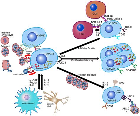 Frontiers γδ T Cells in Antimalarial Immunity New Insights Into