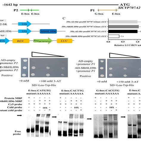 SlbHLH96 Directly Binds To The SlCYP707A2 Promoter And Represses Its