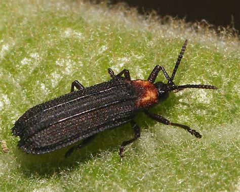 Beetle On Mullein Leaf Xenochalepus Ater Bugguidenet