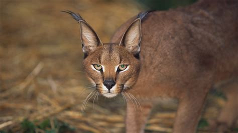 Wallpaper Face Eyes Grass Wildlife Whiskers Puma Cougar Wild