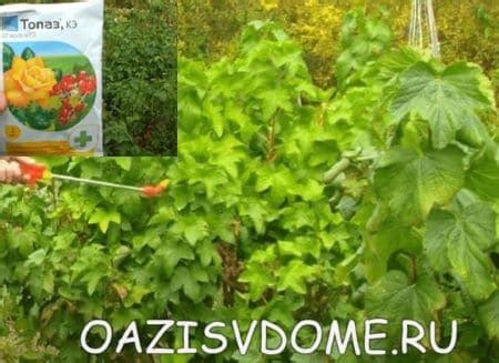 Оазис в доме | Все о садовых, огородных и комнатных растениях