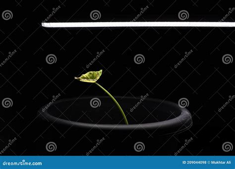 Growing Plant Indoors With Artificial Light Stock Photo Image Of