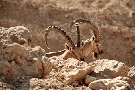 19 Wild Animals In Israel Wildlife In Israel Kevmrc