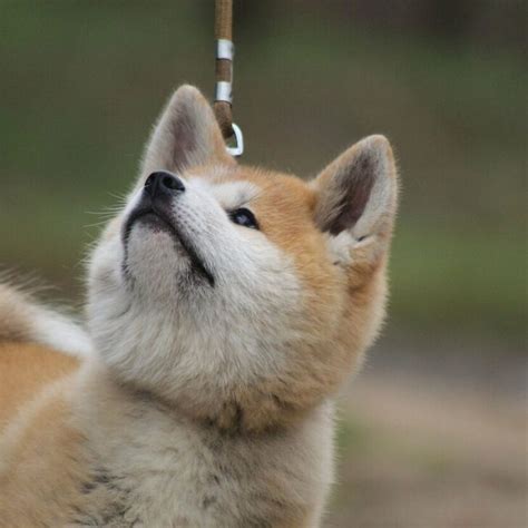 What Are The Differences Between An Akita Inu And A Shiba Inu? – All ...