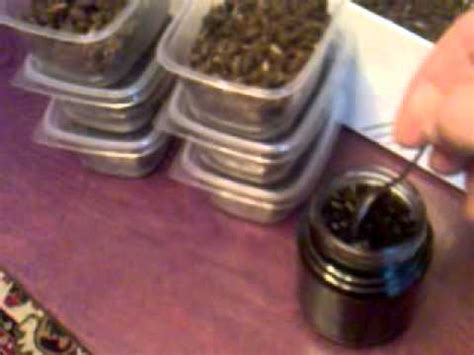 Спиртовая настойка на пчелином подморе - YouTube