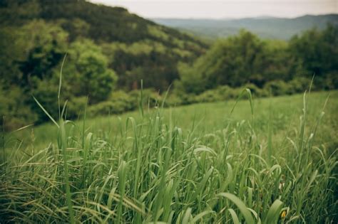 Un Campo De Hierba Alta Con Monta As Al Fondo Foto Premium