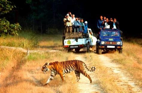 Jim Corbett A Bengal Tiger In Corbett National Park Tours In