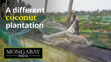 Transforming Coconut Plantations Has Many Benefits Youtube