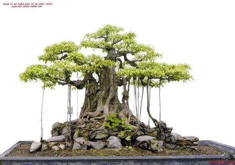 Bansai Strangler Fig Banyan Tree Ficus Benghalensis 25 Fresh Seeds Ebay Bonsai Ficus