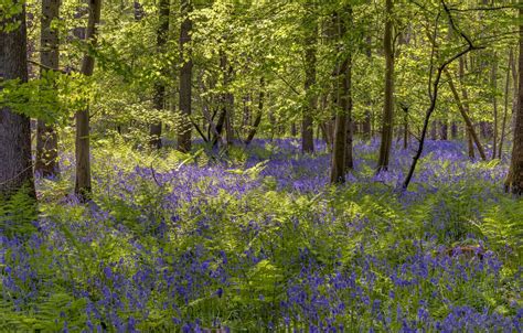 Wallpaper Greens Forest Trees Flowers Branches Thickets Glade