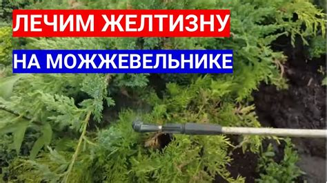 ОПАСНЫЙ ХВОЙНЫЙ ОПАД - ЛЕЧИМ БОЛЕЗНИ ХВОЙНЫХ РАСТЕНИЙ В САДУ. - YouTube