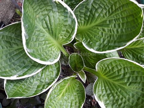 P00 Hosta Crowned Imperial From The Hosta Helper Presented By