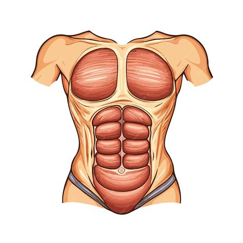 Female Abdominal Muscles Icon for Strong Lower Abdomen Workouts