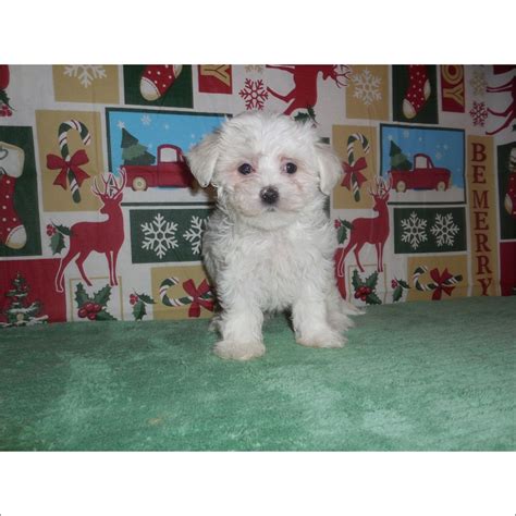 View Ad Maltese Puppy For Sale Near Arizona Tucson Usa Adn 54469