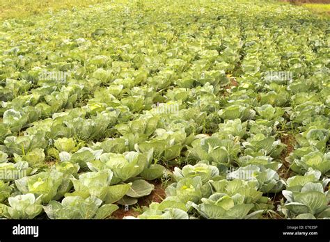Cabbage Plantation Nadiad Gujarat India Stock Photo Alamy
