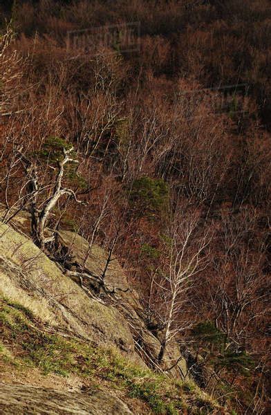 Winter Forest With Naked Birch Trees Withered Grass And Sun Raising Up Behind Snowy Mountains In
